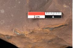 Foto (Detailsansicht) von Quercus palaeoilex Ettingshausen (NHMW-GEO-2024-0188-0862)